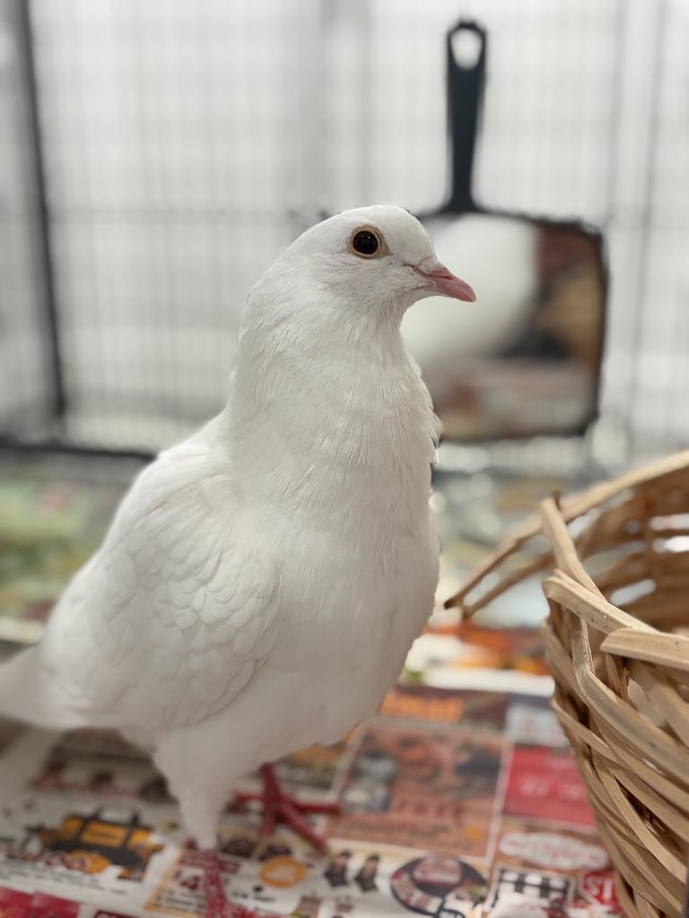 Pringles, Adopted, Young Male Pigeon.