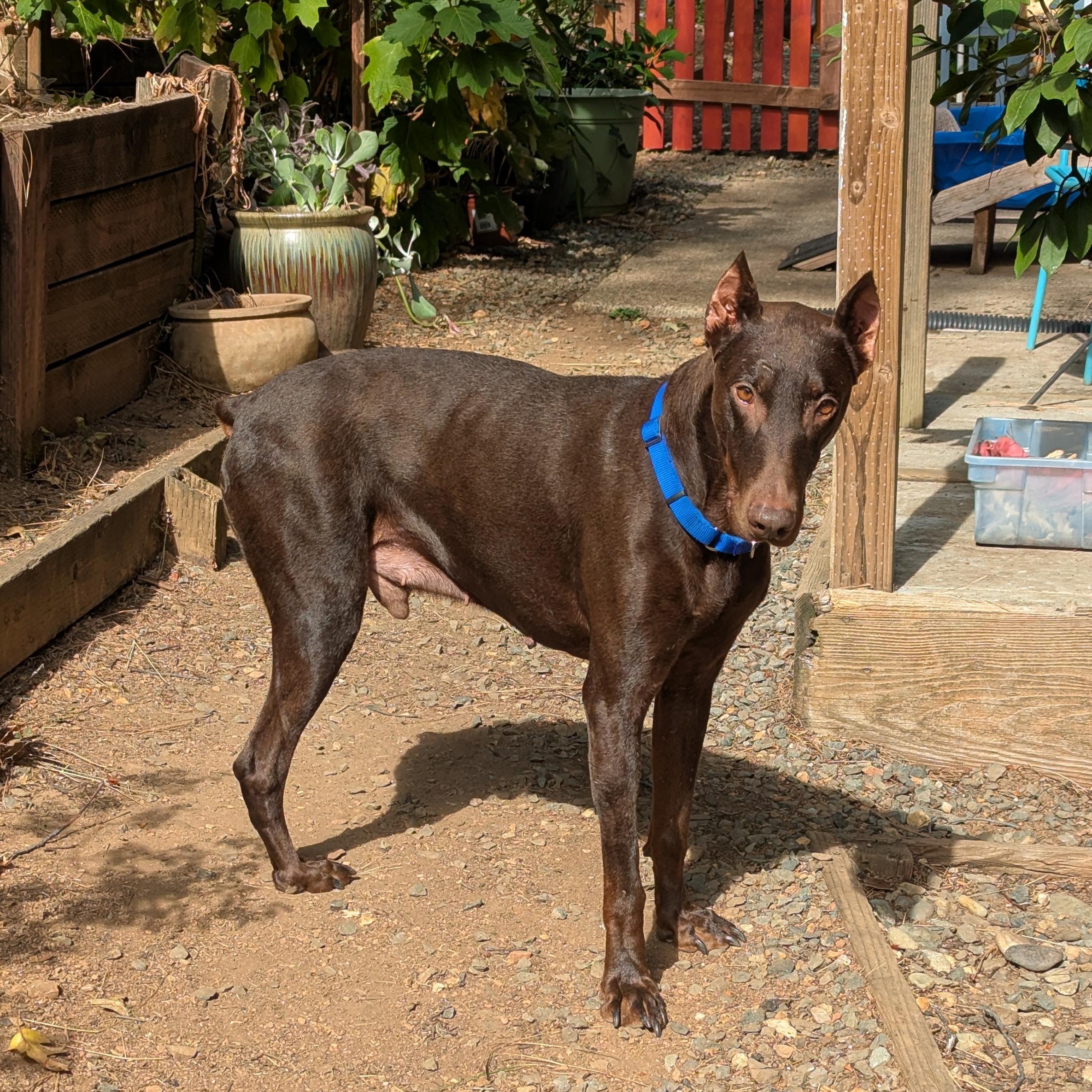 Dobbie, a Adoptable Doberman Pinscher in Grass Valley, CA image 1/6