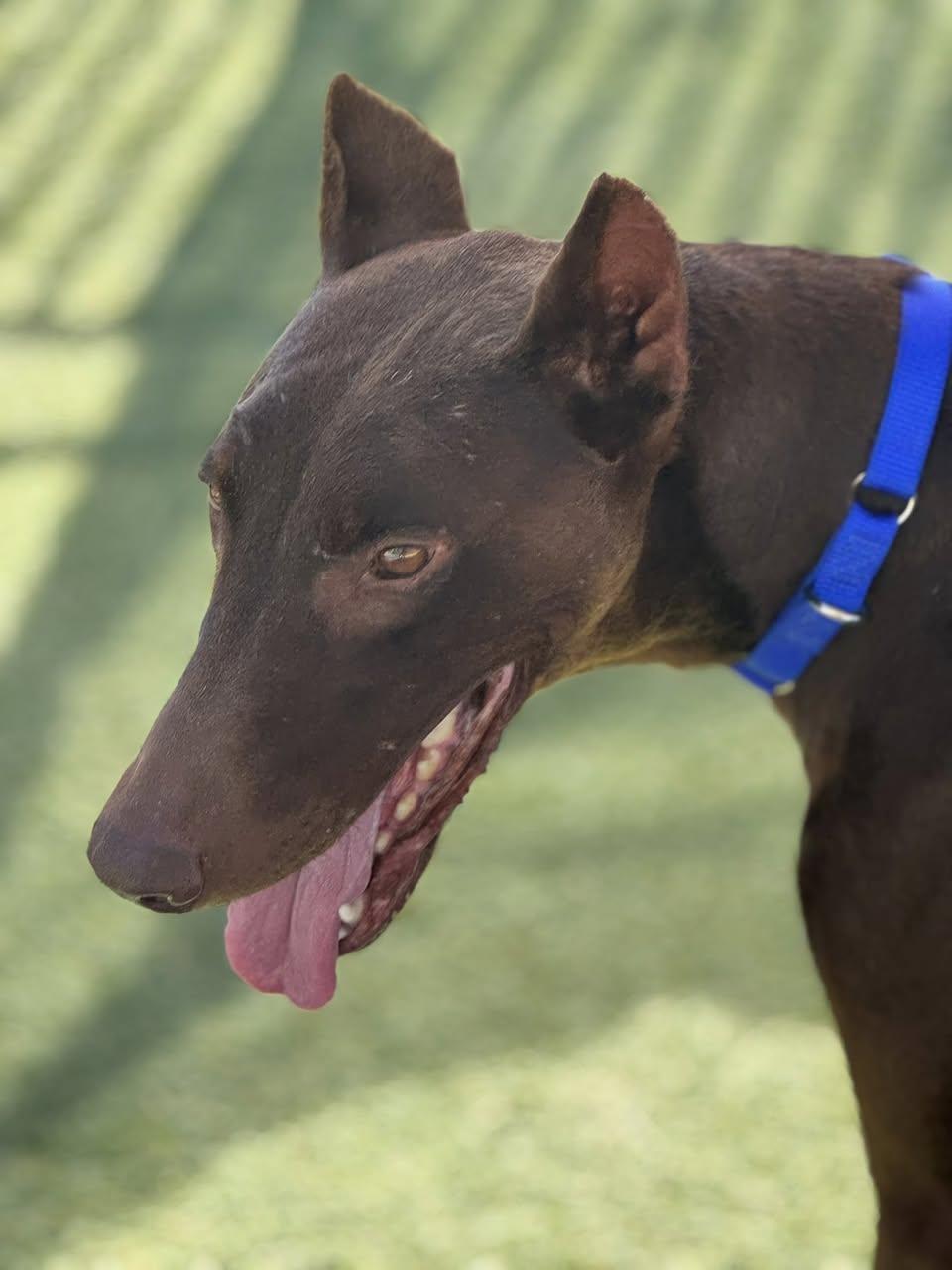 Dobbie, a Adoptable Doberman Pinscher in Grass Valley, CA image 4/6