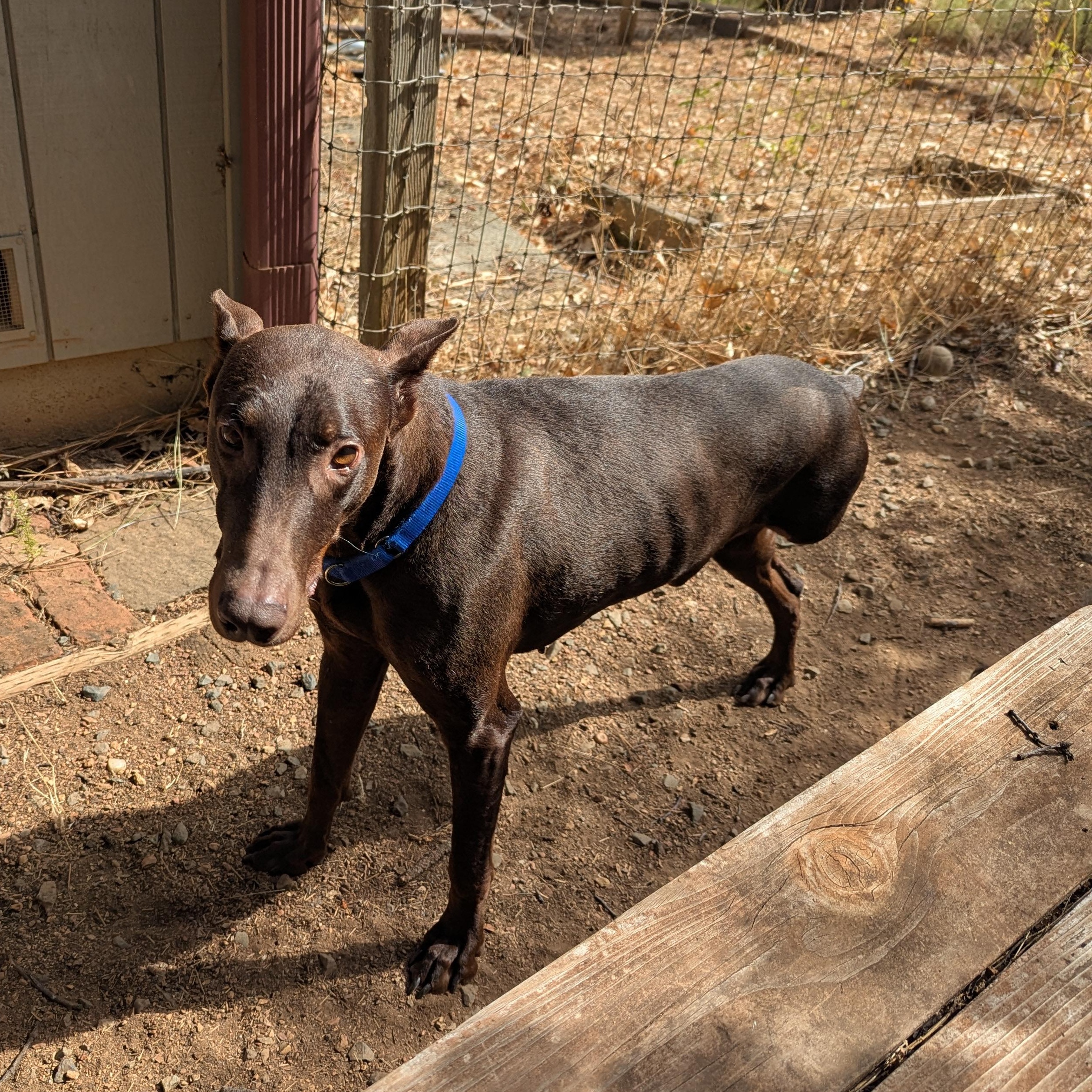Dobbie, a Adoptable Doberman Pinscher in Grass Valley, CA image 6/6