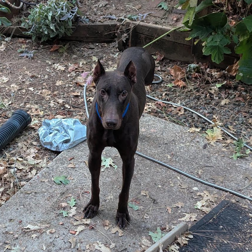 Dobbie, a Adoptable Doberman Pinscher in Grass Valley, CA image 3/6