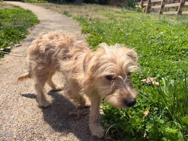 Simba, Adoptable, Puppy Male Yorkshire Terrier.