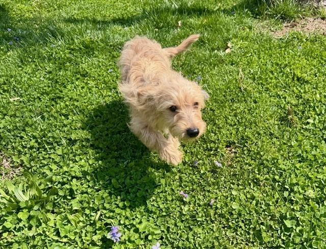 Enlarge Simba, a Adoptable mixed breed in Troy, VA image 2/6