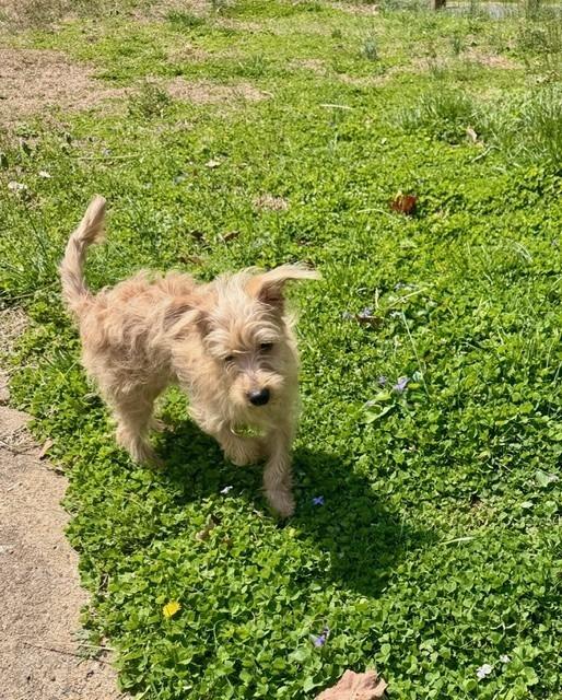 Enlarge Simba, a Adoptable mixed breed in Troy, VA image 3/6