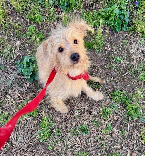 Enlarge Simba, a Adoptable mixed breed in Troy, VA image 4/6