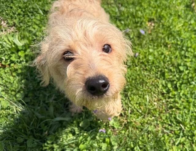 Enlarge Simba, a Adoptable mixed breed in Troy, VA image 5/6