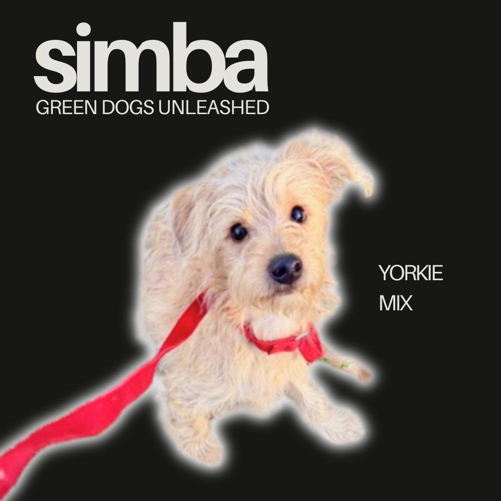 Enlarge Simba, a Adoptable mixed breed in Troy, VA image 6/6