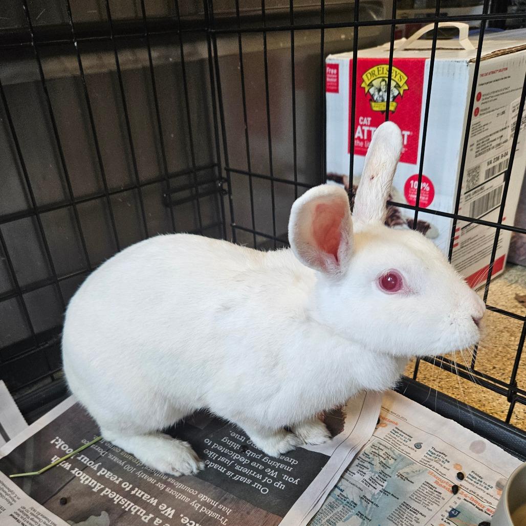 Lucky Rabbits Foot, a Adoptable American in Gloucester, VA image 1/4