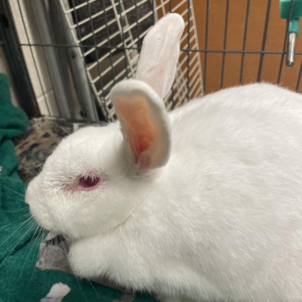 Lucky Rabbits Foot, a Adoptable American in Gloucester, VA image 3/4