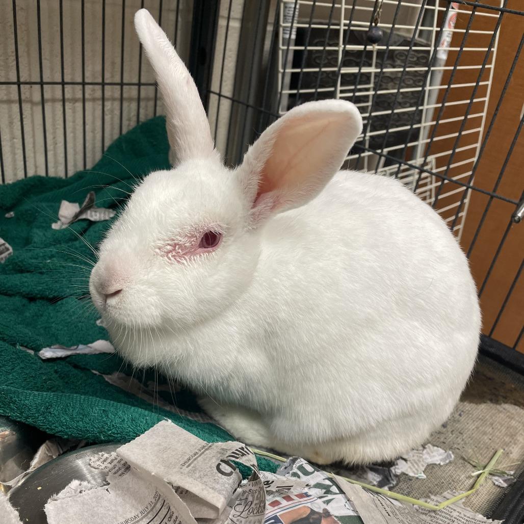 Lucky Rabbits Foot, a Adoptable American in Gloucester, VA image 2/4