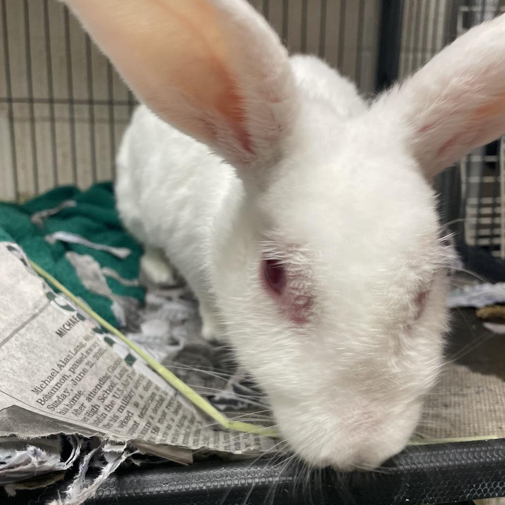 Lucky Rabbits Foot, a Adoptable American in Gloucester, VA image 3/4