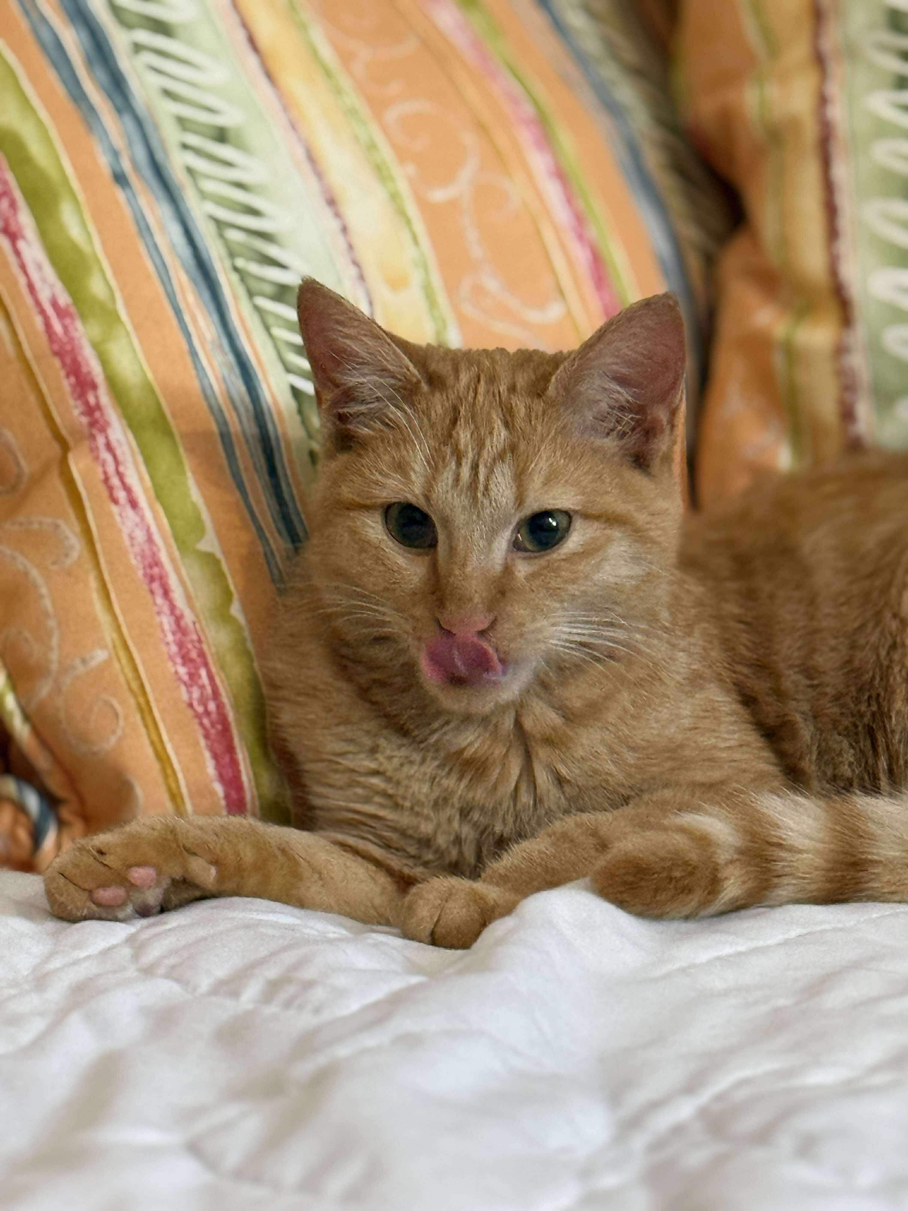 Lenorah, adoptable, Young Female Tabby.