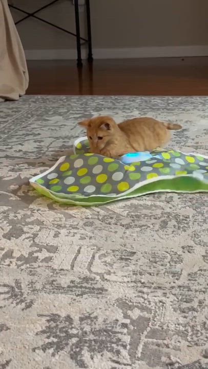 Enlarge Lenorah, an adoptable Tabby in Talbott, TN video 2/5