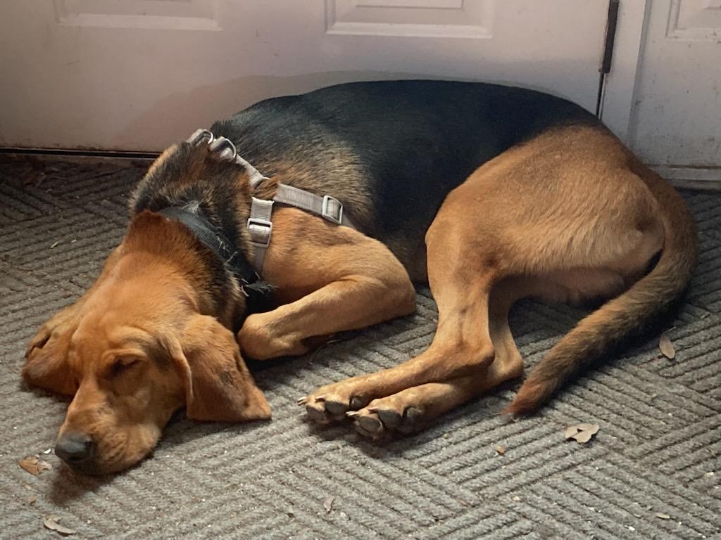Buckmeister, a ADOPTABLE mixed breed in Tampa, FL image 3/3