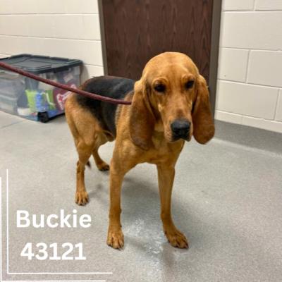 Buckmeister, a ADOPTABLE mixed breed in Tampa, FL image 2/3