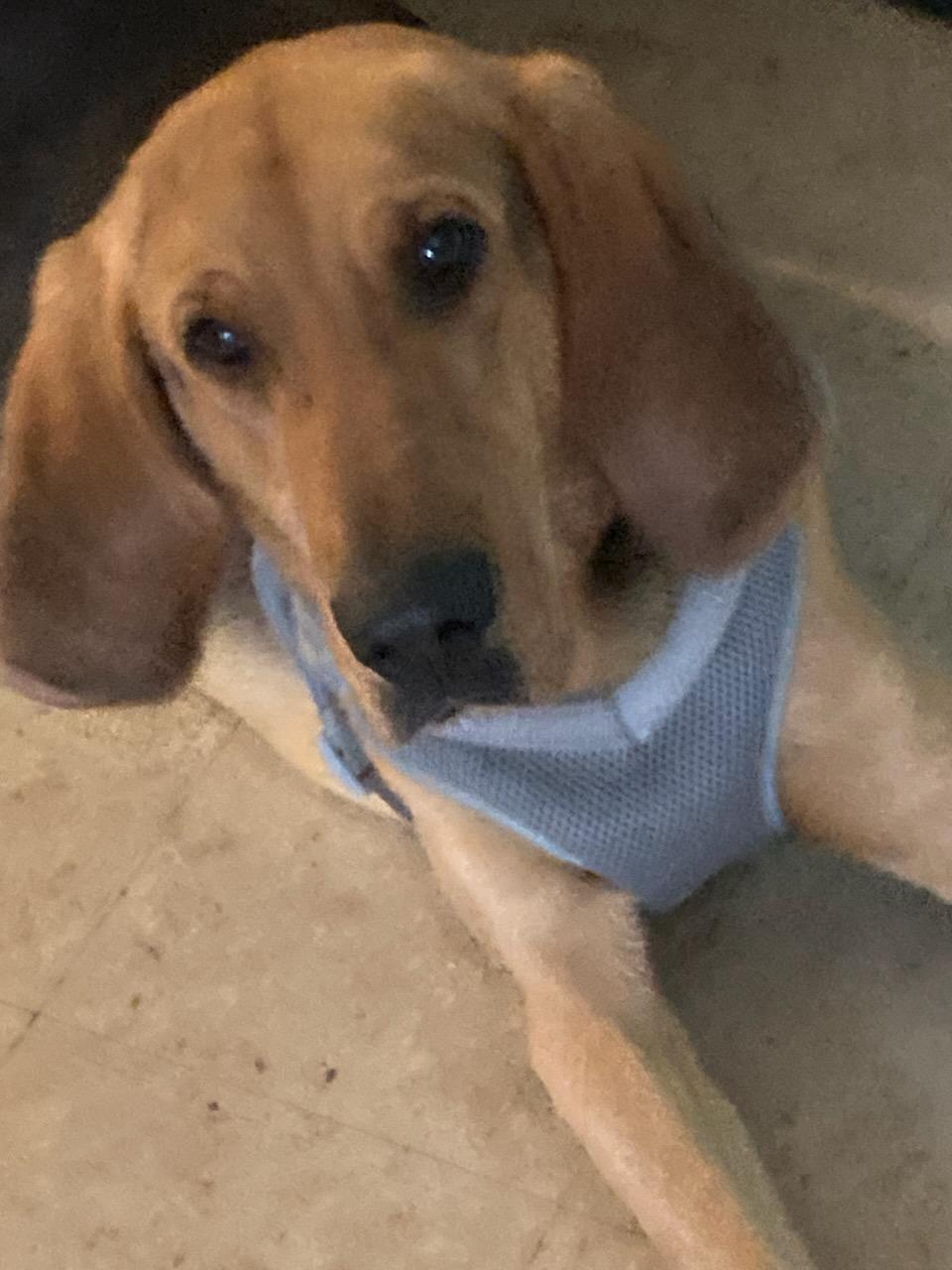 Buckmeister, ADOPTABLE, Adult Male Black and Tan Coonhound & Bloodhound.