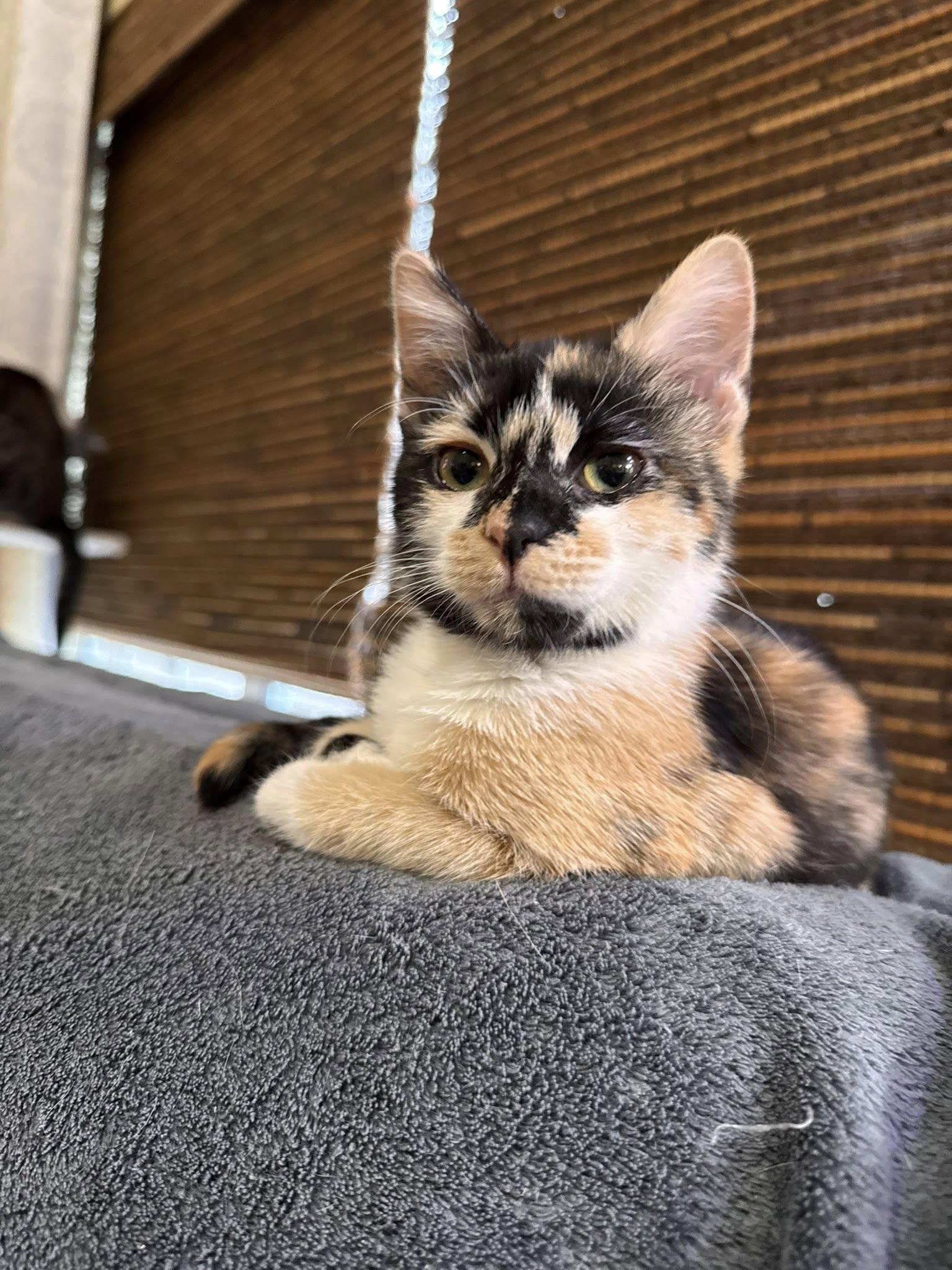 Enlarge Frankie Stein, an adopted mixed breed in Chattanooga, TN image 2/3