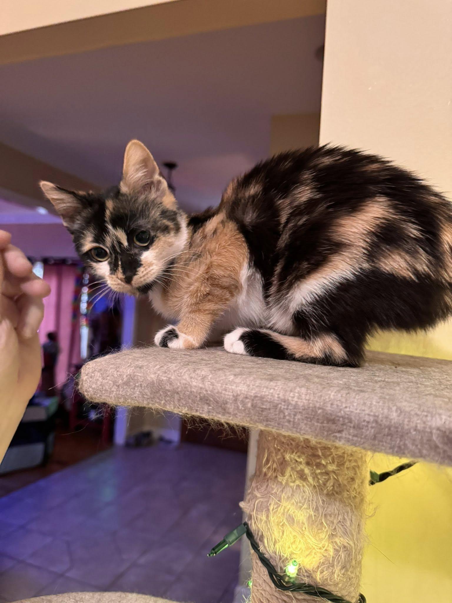 Enlarge Frankie Stein, an adopted mixed breed in Chattanooga, TN image 3/3