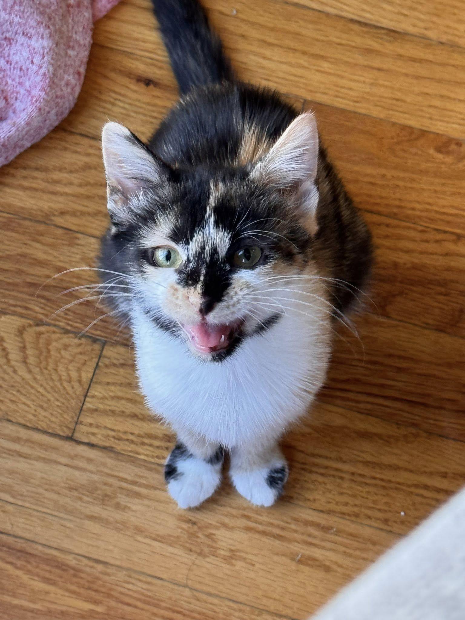 Enlarge Frankie Stein, an adopted mixed breed in Chattanooga, TN image 1/3