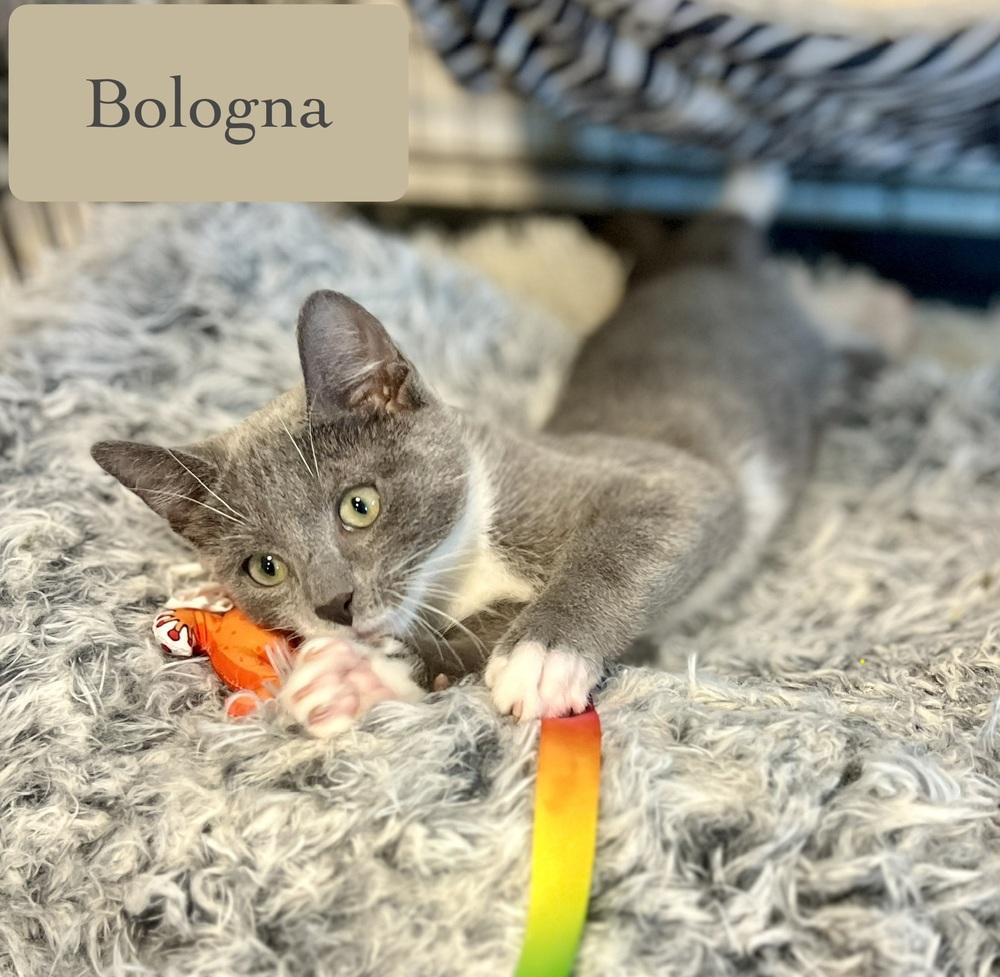 Enlarge Bologna, a Adoptable Domestic Short Hair in Chalfont, PA image 3/5