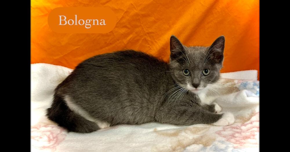 Enlarge Bologna, a Adoptable Domestic Short Hair in Chalfont, PA image 1/5