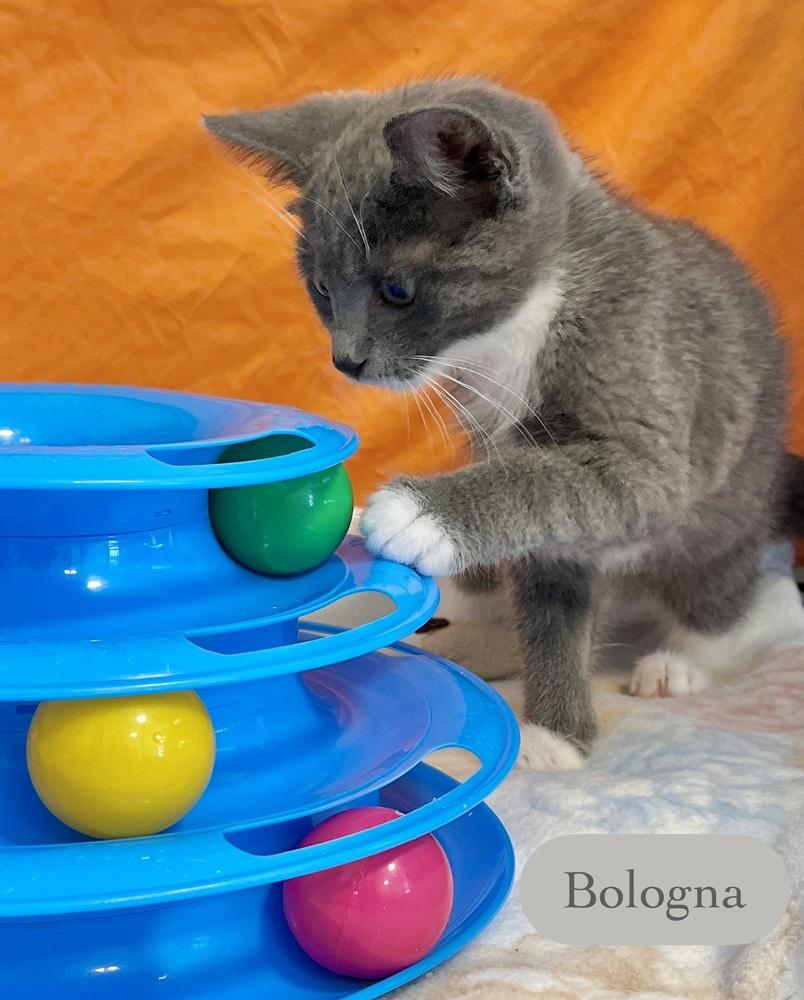 Enlarge Bologna, a Adoptable Domestic Short Hair in Chalfont, PA image 5/5