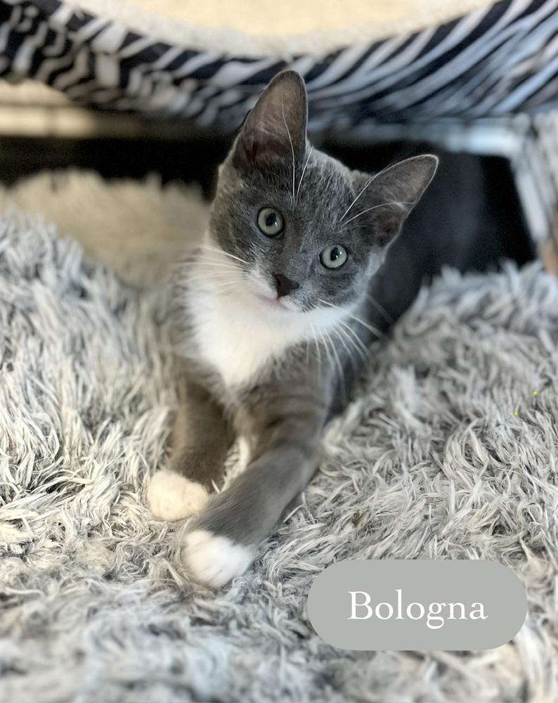 Enlarge Bologna, a Adoptable Domestic Short Hair in Chalfont, PA image 4/5
