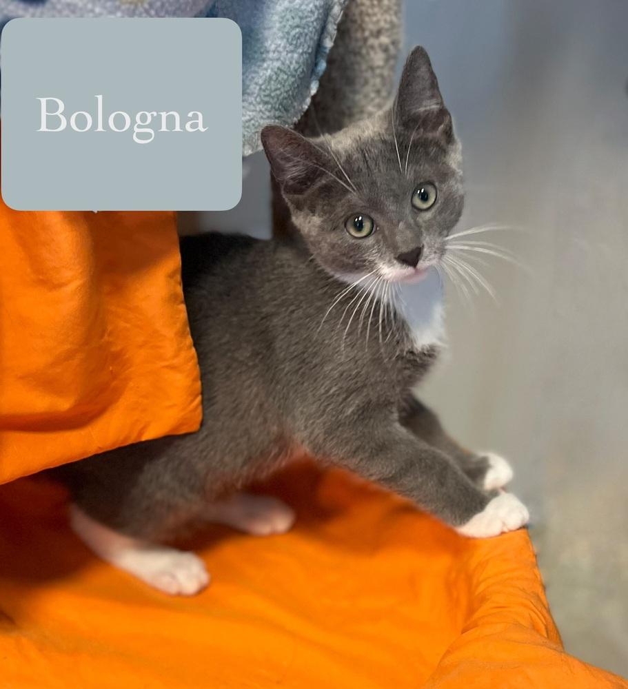 Enlarge Bologna, a Adoptable Domestic Short Hair in Chalfont, PA image 2/5