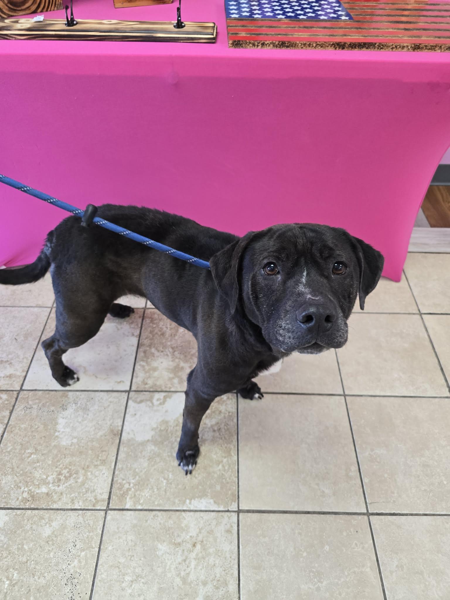 Enlarge Hennessy , a Adoptable Mixed Breed in Myrtle Beach, SC image 2/2