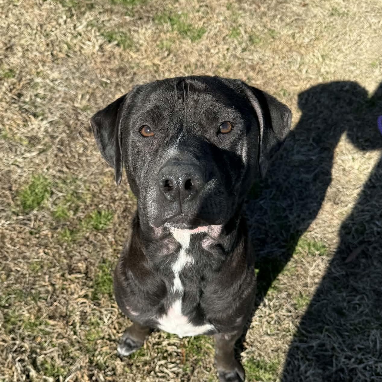 Enlarge Hennessy , a Adoptable Mixed Breed in Myrtle Beach, SC image 1/2