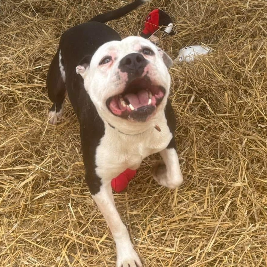 Poncho, Adult Male American Bulldog