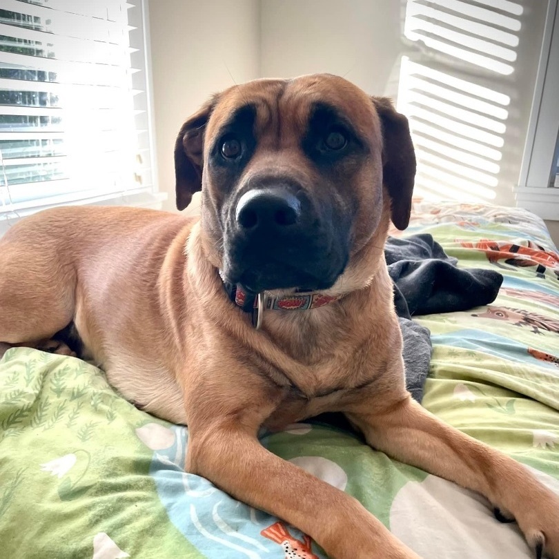 Navy Rae, a Adoptable mixed breed in Kannapolis, NC image 3/6