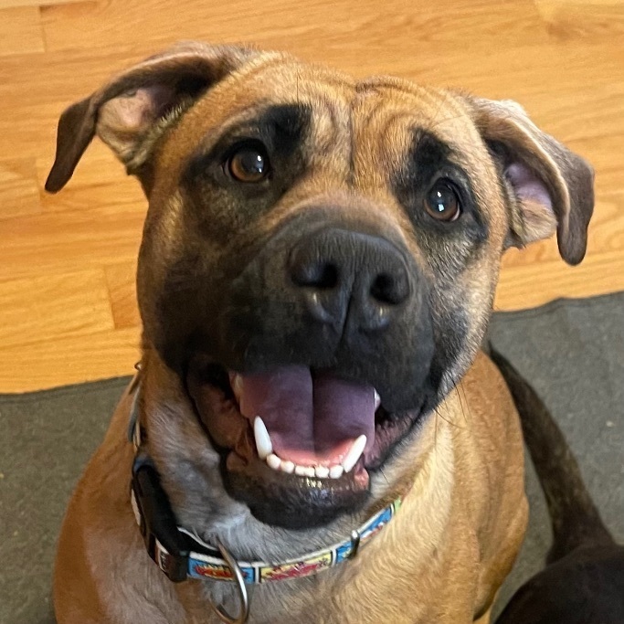 Navy Rae, a Adoptable mixed breed in Kannapolis, NC image 2/6