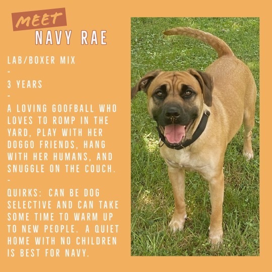 Navy Rae, a Adoptable mixed breed in Kannapolis, NC image 4/6
