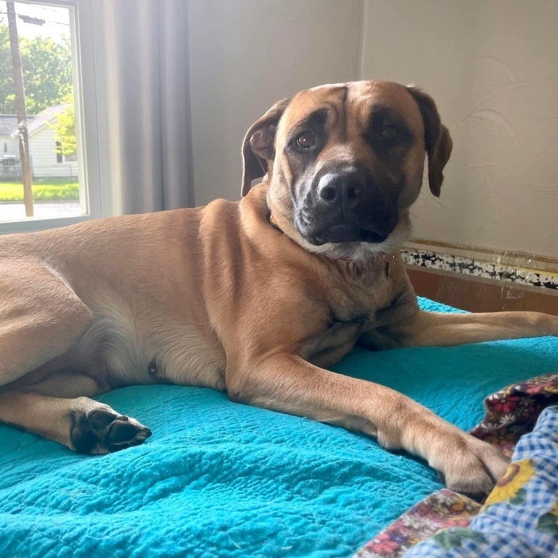 Navy Rae, a Adoptable mixed breed in Kannapolis, NC image 5/6