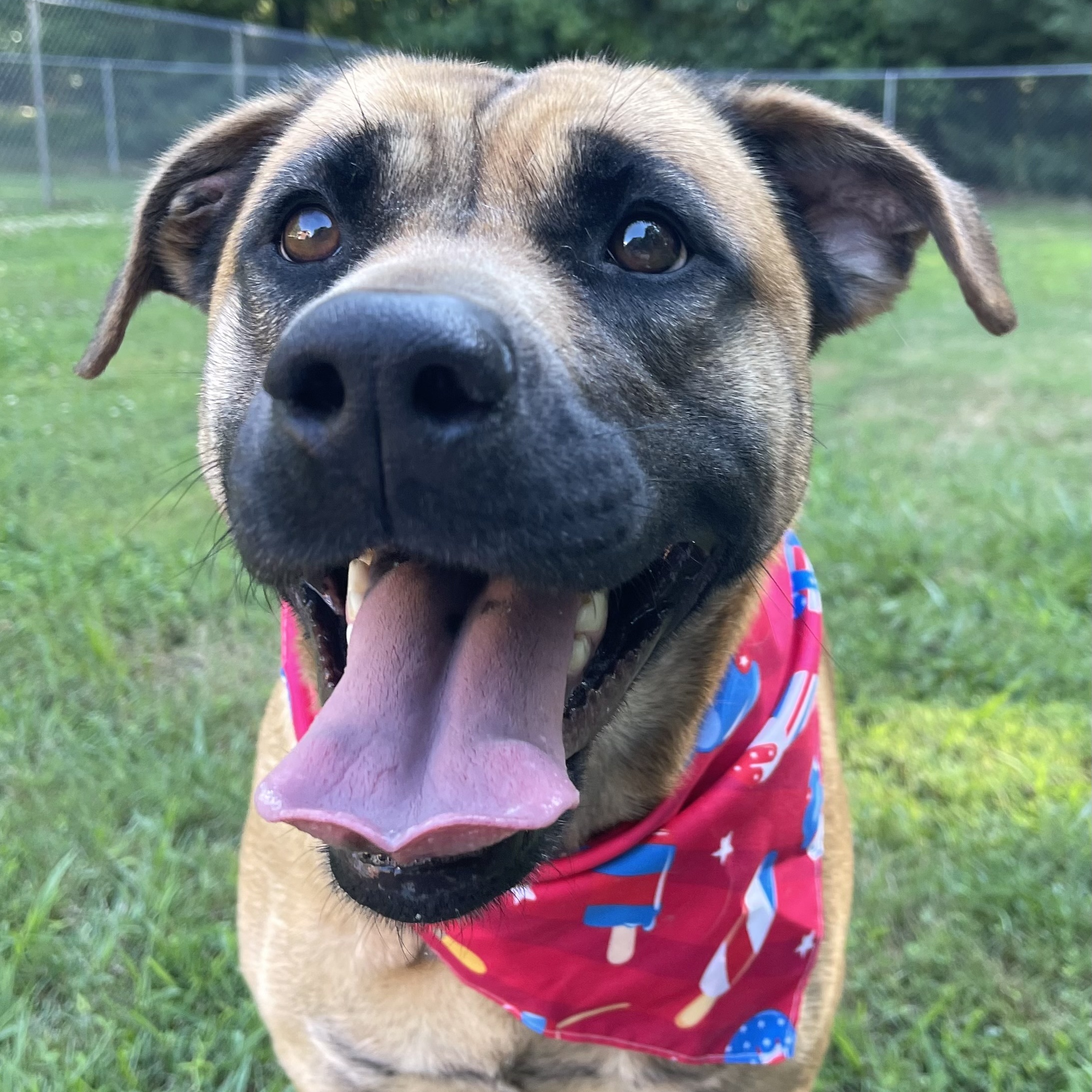 Navy Rae, Adoptable, Adult Female Labrador Retriever & Boxer.