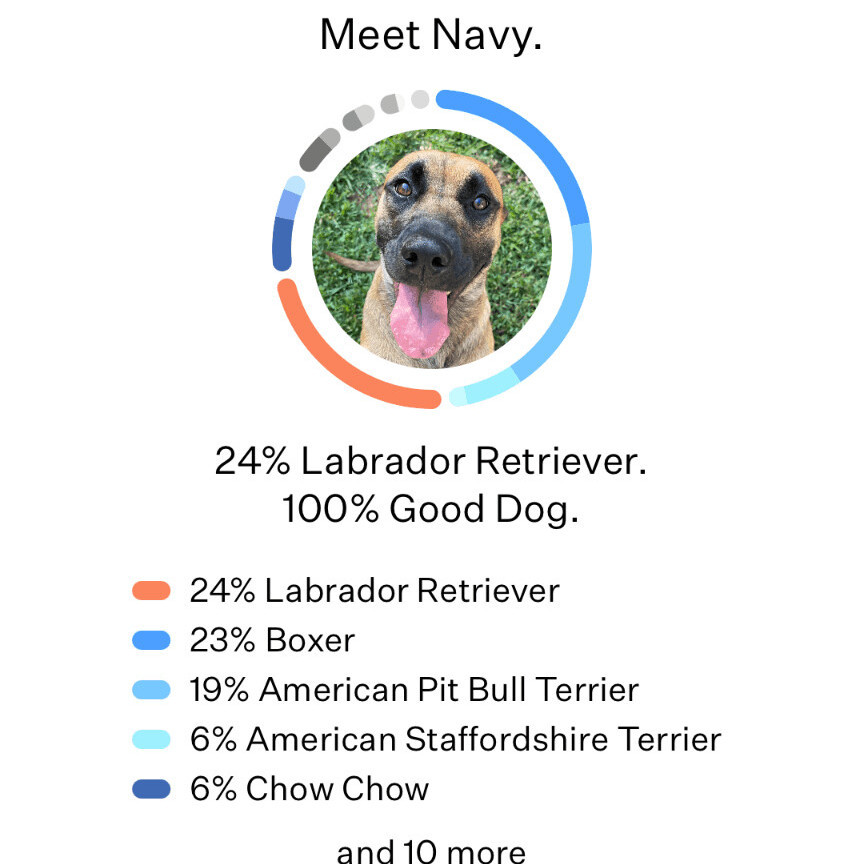 Navy Rae, a Adoptable mixed breed in Kannapolis, NC image 6/6