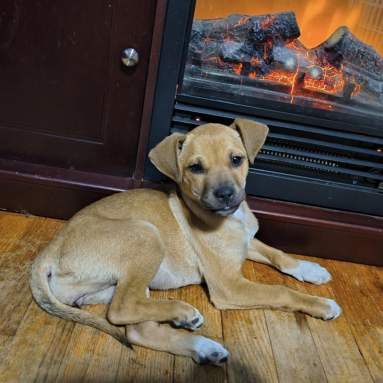 Kelpie — thumbnail 2