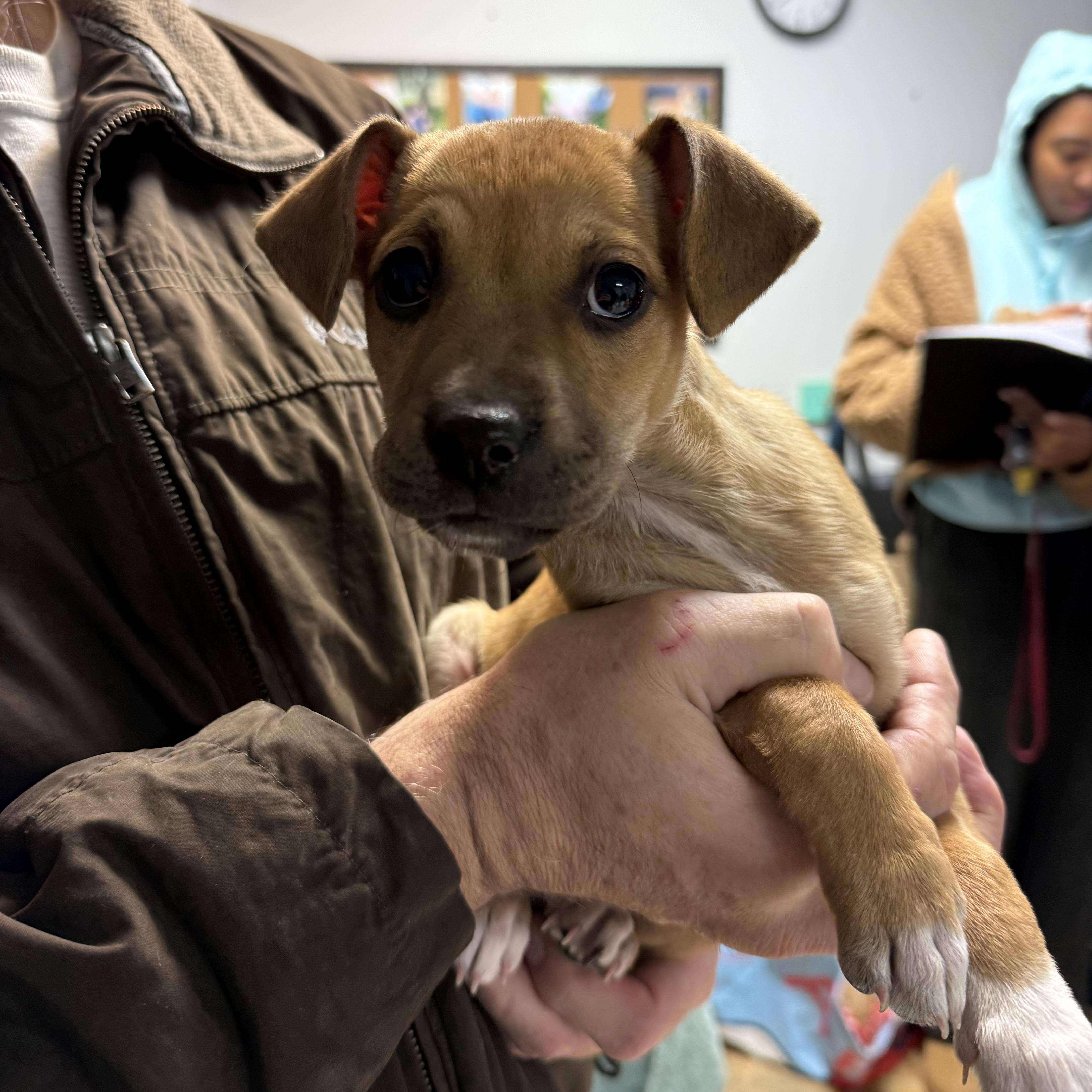 Kelpie — thumbnail 3