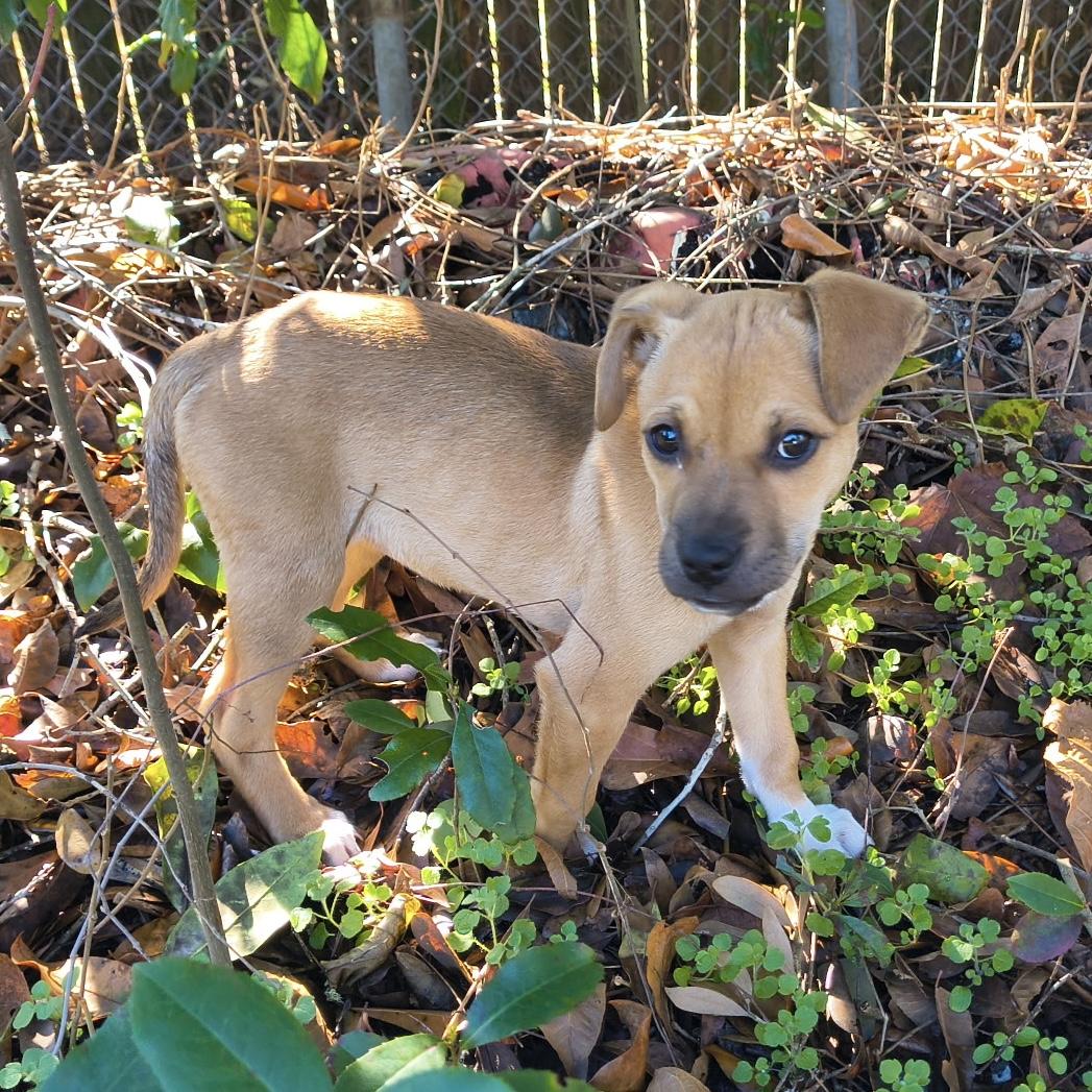 Kelpie — thumbnail 6