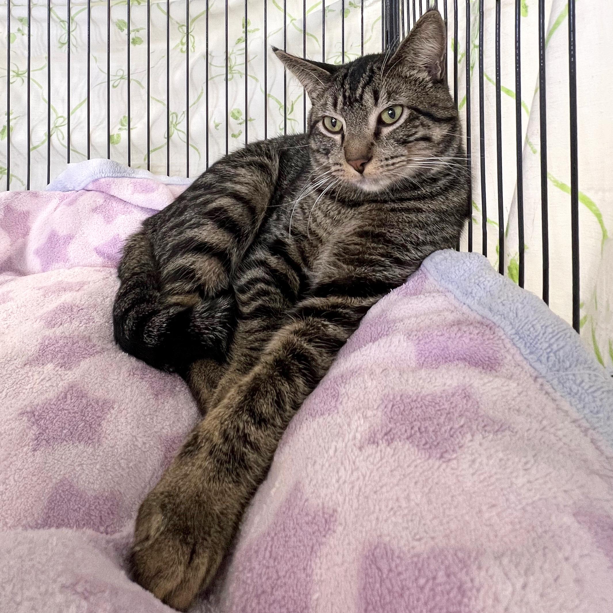 Enlarge Raff, an adopted Domestic Short Hair in St. Louis, MO image 1/1