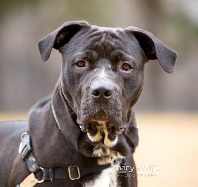 Enlarge Zeke, a ADOPTABLE Mixed Breed in Reisterstown, MD image 3/3