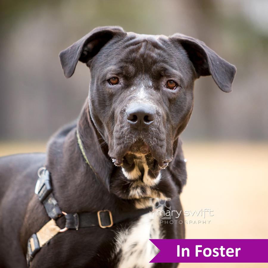 Enlarge Zeke, a ADOPTABLE Mixed Breed in Reisterstown, MD image 3/4