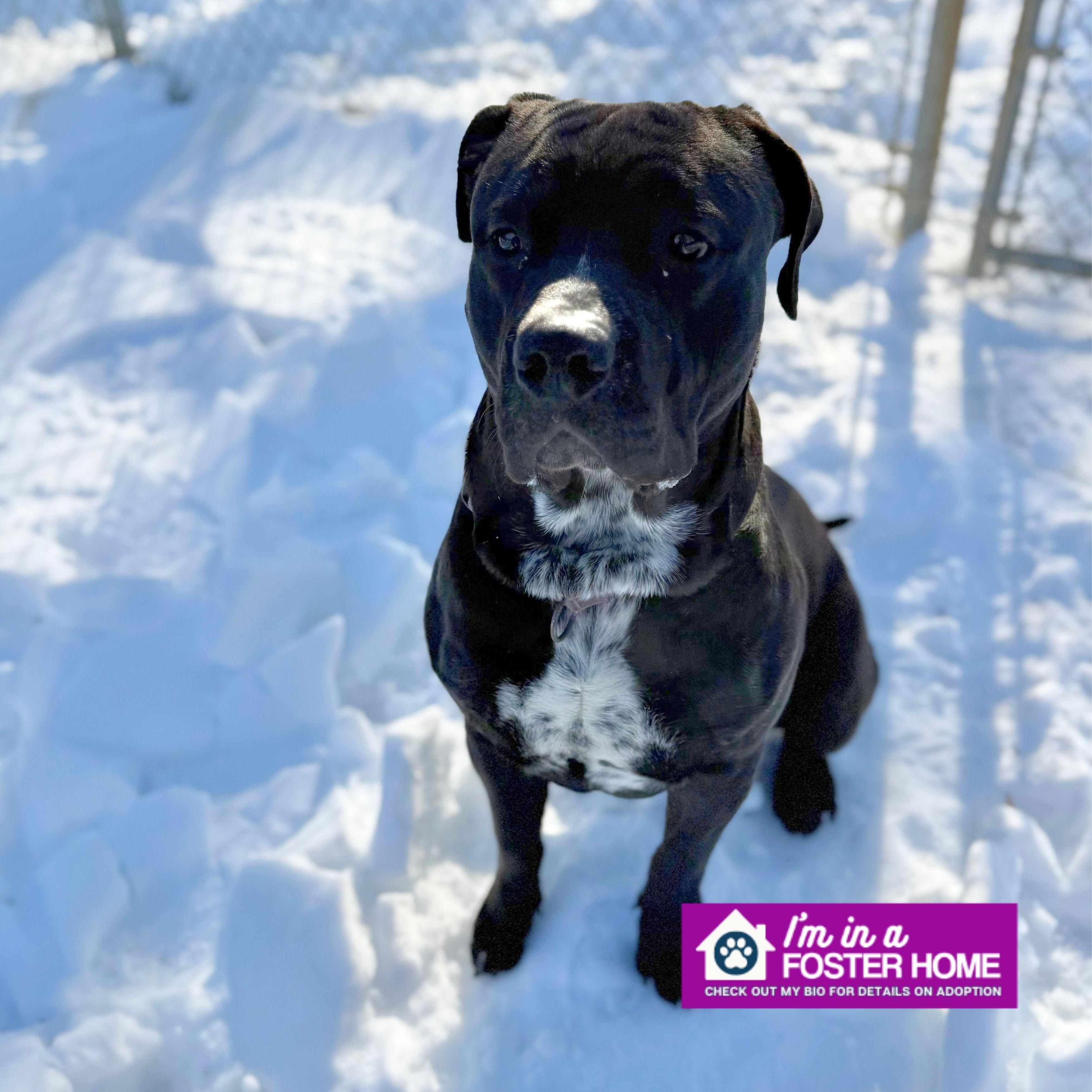 Enlarge Zeke, a ADOPTABLE Mixed Breed in Reisterstown, MD image 4/4