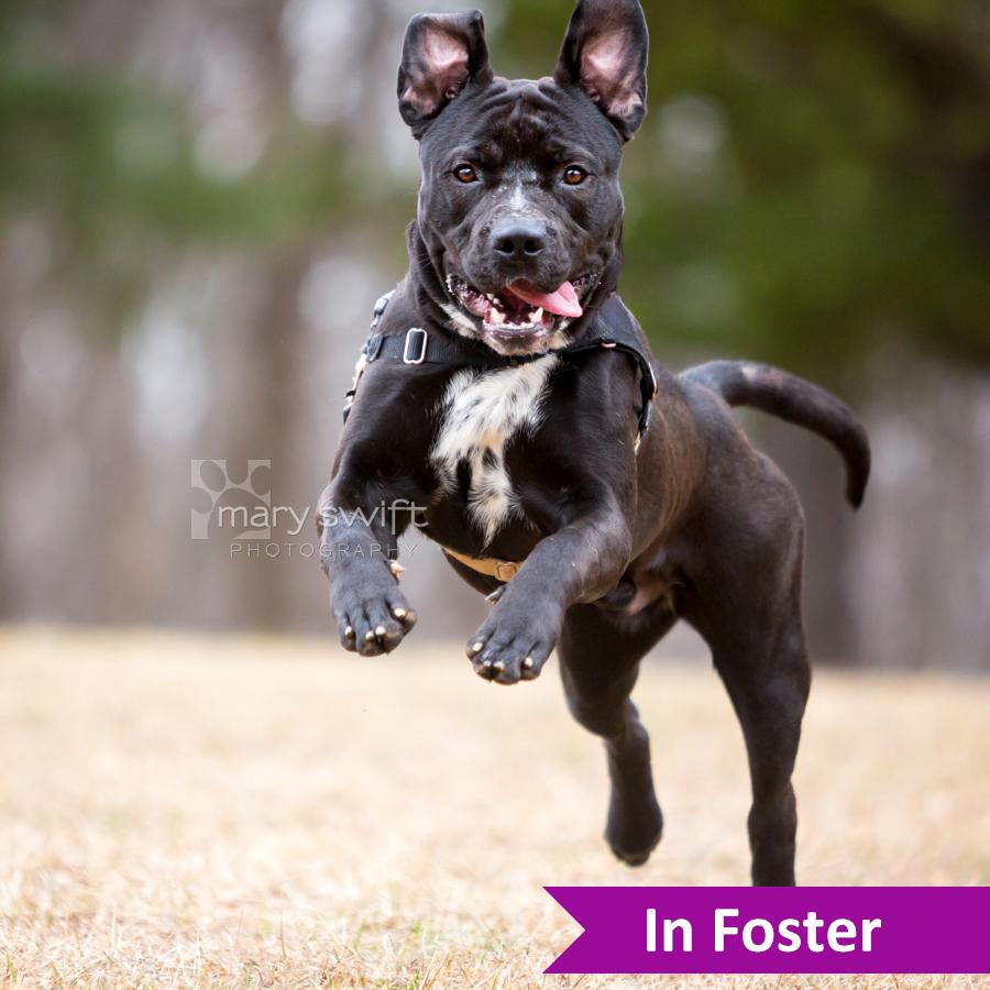 Enlarge Zeke, a ADOPTABLE Mixed Breed in Reisterstown, MD image 2/4