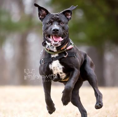 Enlarge Zeke, a ADOPTABLE Mixed Breed in Reisterstown, MD image 1/3