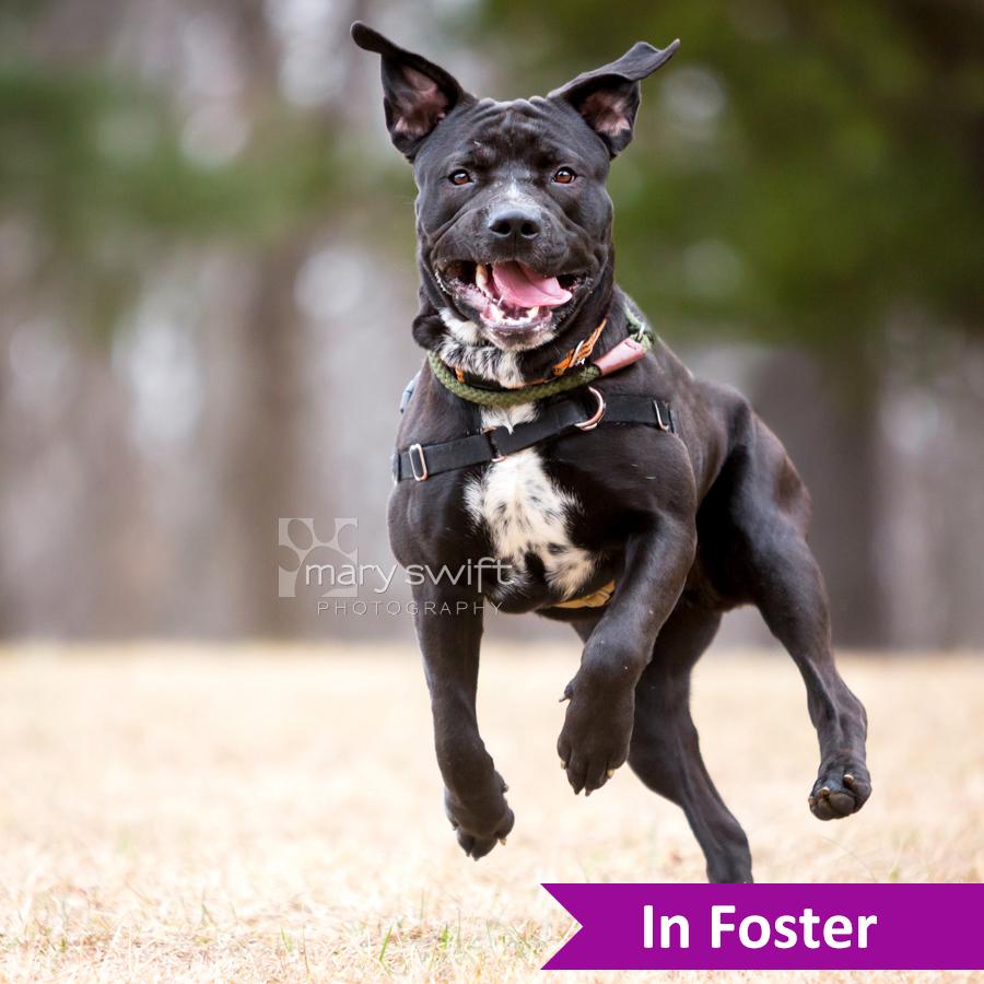 Enlarge Zeke, a ADOPTABLE Mixed Breed in Reisterstown, MD image 1/4