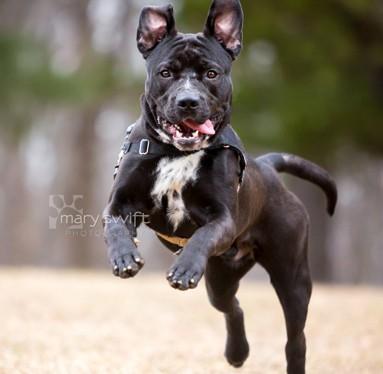 Enlarge Zeke, a ADOPTABLE Mixed Breed in Reisterstown, MD image 2/3