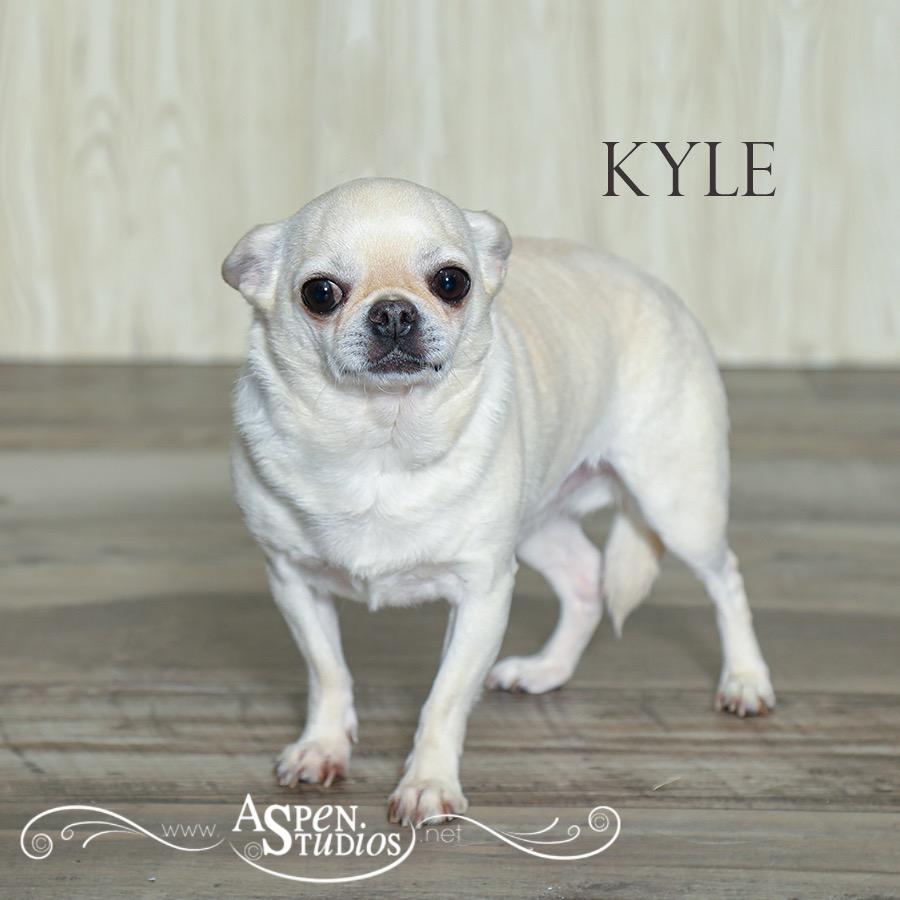 Kyle, Adopted, Adult Male Chihuahua.