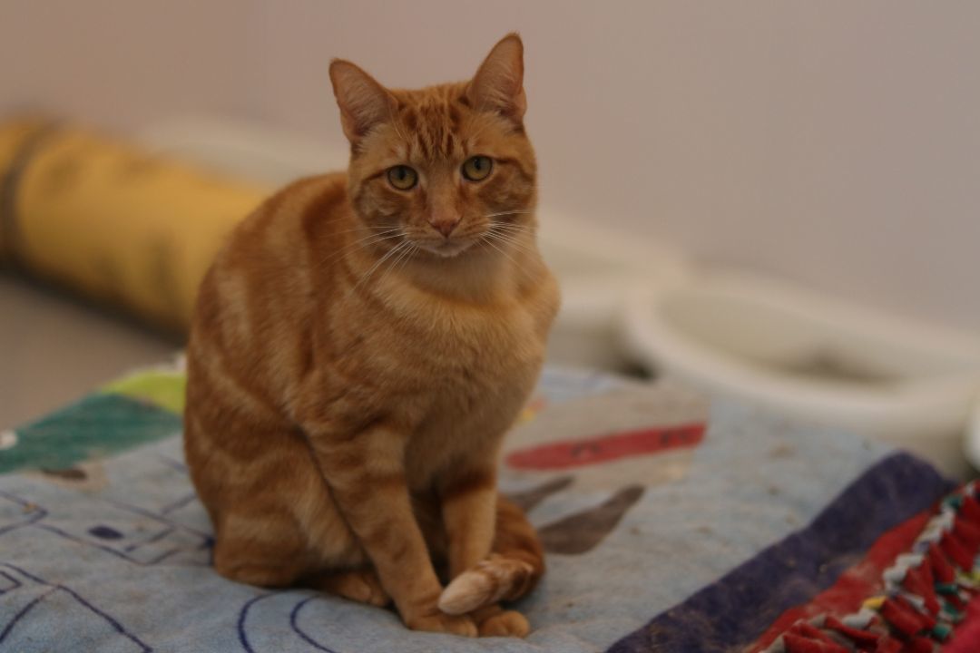 TT, Adult Male Tabby